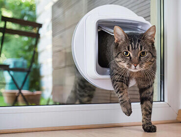 Glass Pet Door Services